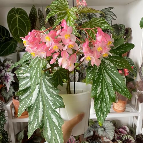 semillas de begonia decoración Begonia trucha semillas de resistentes jardines rocas verano variedades antiguas orgánicas decorativas oficina 800pcs
