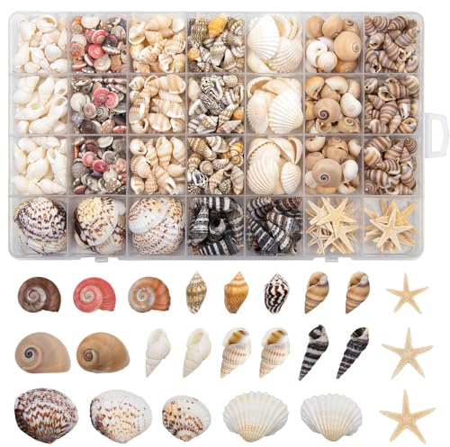 SKOOLOVE 9 tipi di piccole ciotole marine e 20 pezzi di piccole stelle marine ciotole naturali per artigianato, decorazioni candele, vaso, tema festa in spiaggia, decorazioni per la casa