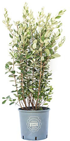 Vannucci Piante - Acca sellowiana, Feijoa, Pianta sempreverde da siepe, da terrazzo.