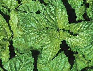 Basil Napoletano Ocimum basilicum 2,000 Seeds