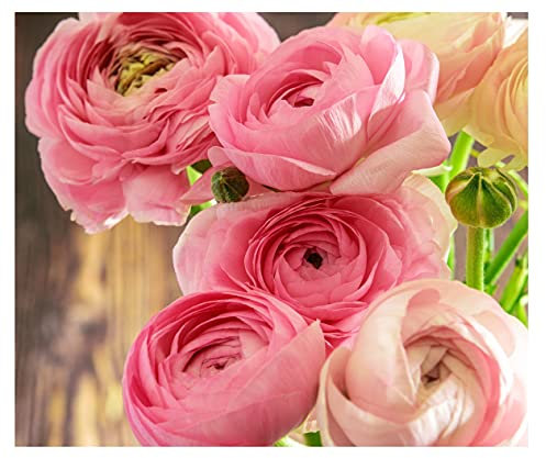 10 x Ranunculus Asiaticus Pink Summer Flowering Bulbs Persian Buttercup Aviv Cut Flowers Hardy Garden Perennial Corms Size 5/6