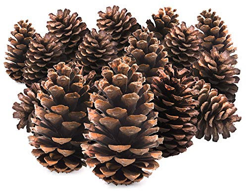 TRIXES 15PC Pine Cones - Tree Decorations - Christmas Wreath Garland Making Supplies - Pot Pourri - 12cm Size - Pinecone Craft Accessories -Colour Natural Brown