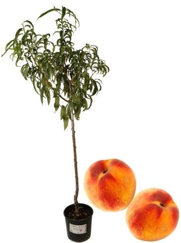 P. Piantine da Orto | Pesco Percoca Tipo “Settembrino”, Pianta in Vaso Diametro 22 cm, Pianta Pronta per Il Trapianto, Pianta Vera, Frutta da Mangiare, Vivaio Italiano