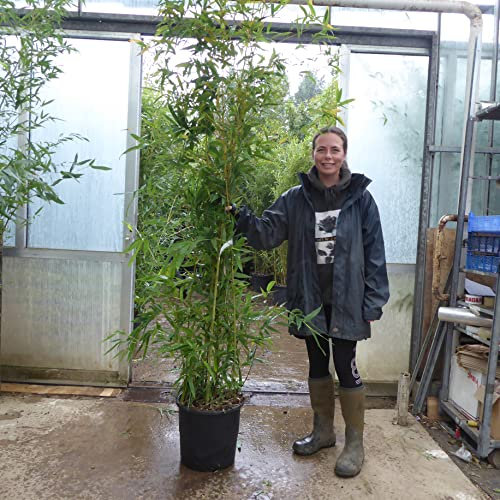 Large Bamboo Plants - Bamboo Phyllostachys Aurea. 175/200cm Tall 18 Litre Pot
