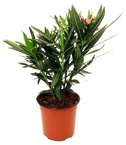 Planta Natural de Adelfa Rosa - Belleza y Perfume Natural en Tu Hogar