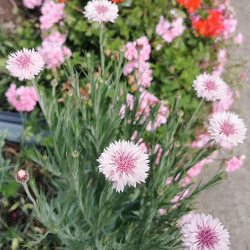 Kornblumen Samen garten samen, pflanzen samen kornblumensamen, Centaurea cyanus bodendecker samen winterhart blumensamen, pflanzensamen blumenwiese herbstaussaat blumensamen geschenk 350pcs