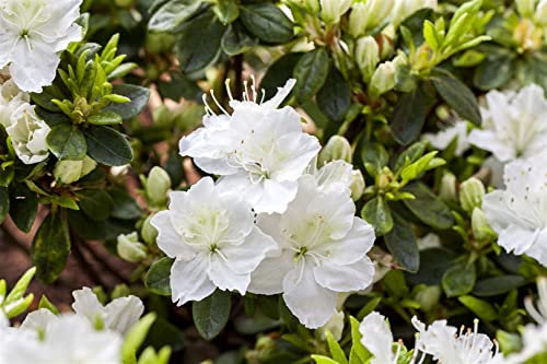 Rhododendron obtusum 'Maischnee' 30-40 cm - Azalee, weiße Blüten, Blütezeit Mai, ideal für Kübel und Rabatten, winterhart und pflegeleicht