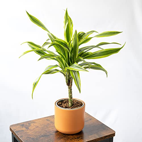 Dracaena Deremensis Planta Natural Grande Dracena Lemon Lime de Interior en Maceta Ø 13 cm Decoración del Hogar
