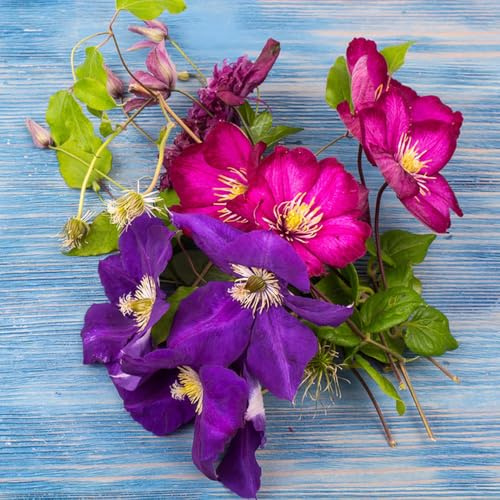 bulbos resistentes de clemátide - balcón primavera jardín perennes 5pcs