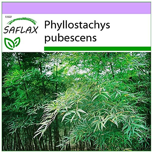 SAFLAX - Bambou Moso - 20 graines - Phyllostachys pubescens