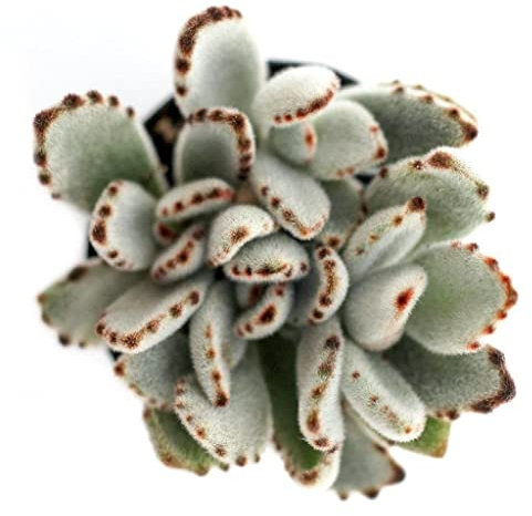 Planta Panda Natural - Suculenta de Interior y Exterior - Kalanchoe Tomentosa - Planta Crasa