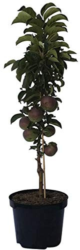 Säulenapfel Rondo (S) robuster knackiger Winterapfel 80-120 cm im 7,5 Liter Topf Unterlage: M7