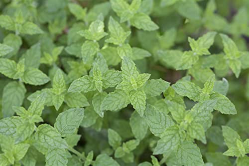 Mentha x piperita 9x9 cm Topf – Winterhart, Mehrjährig, Pflegeleicht – Pfefferminze – Kräuterpflanze für Tee & Küche