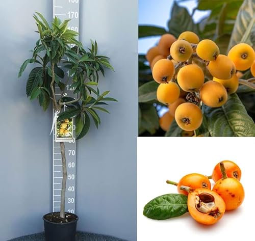 Japan Mispel Obstbaum gepfropft 110 cm