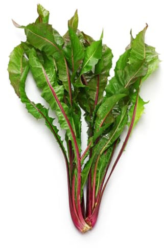 Chicory Italiko Rosso - 1,200 (1.54g's) BabyLeaf Vegetable Seeds - Standout Harvest Ability