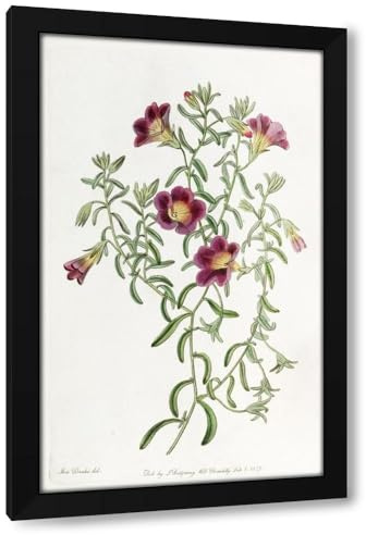Sydenham Edwards 16x24 Black Modern Framed Art Print Titled: Intermediate Petunia (1815-1819)