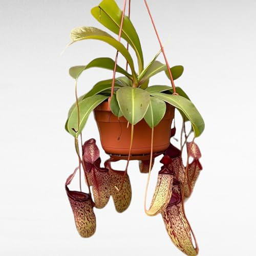 I GIARDINI DI GIULIA - Nepenthes Pianta Carnivora Pendente | Mangia Insetti | Facile da Coltivare | Design Ornamentale | Manuale di Cura Incluso, Verde, Large