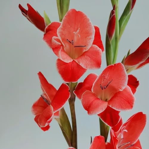 gladiolo - Gladiolo - resistentes jardín y balcón de gladiolos jardín de primavera decoraciones exteriores temprana Mini rizoma 7bulbos