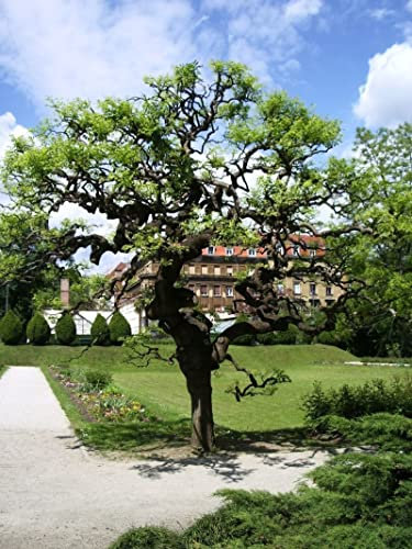 Acacia del Giappone Sophora japonica Sofora pianta in vaso ø18 cm h 150/180 cm Vivaio di Castelletto