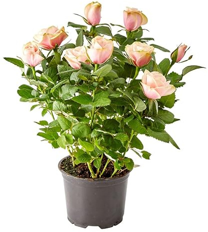 DECOALIVE Rosal Mini Rosa Claro Planta con Flores Rosa Claro