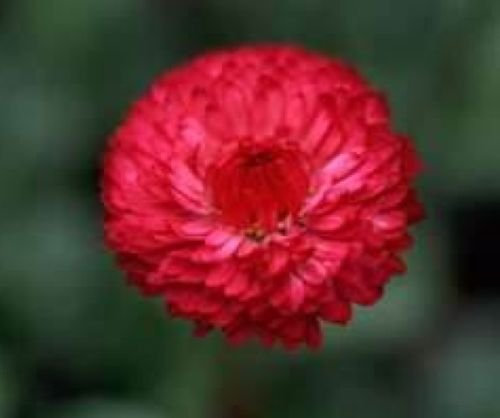 Alto rosso fiordaliso 100 Semi freschi