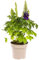 Delphinium Elatum - fiori viola - 45-60cm - Ø19cm - Pianta da giardino