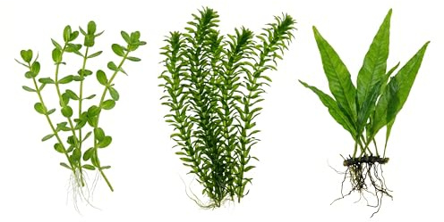 Set 3 Piante Vere Acquario: Bacopa, Elodea Densa, Microsorium Pteropus - Kit Piante Vive per Pesci d'Acqua Dolce, Facili da Coltivare e Ideali per Principianti in Ogni Acquario