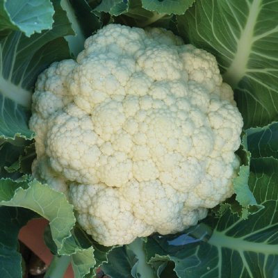 English Heirloom Heritage Brassica All Year Round Cauliflower 100 Seeds. Certified French Organic Grower