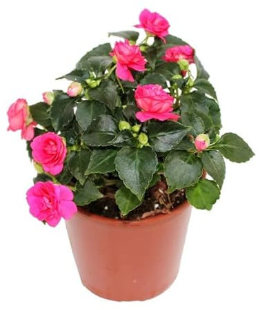 La Planta Alegría Natural La Opción Perfecta para Decorar Interiores y Exteriores