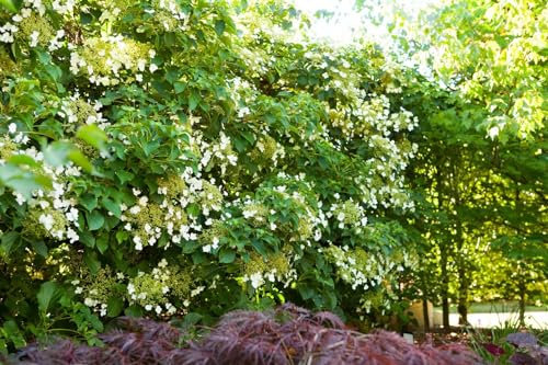 Hydrangea petiolaris 125–150 cm – Winterhart, Mehrjährig, Pflegeleicht – Kletterhortensie – Kletterpflanze für Fassade & Rankhilfe