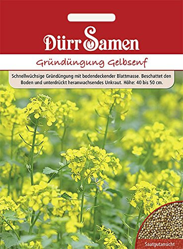 Dürr-Samen - Gründüngung Gelbsenf 80 g Saatgut