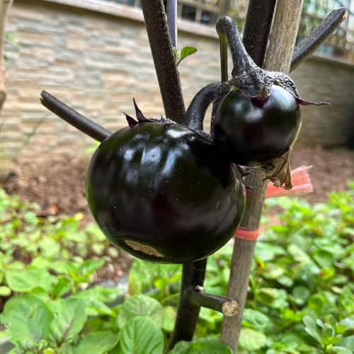 berenjena semillas interior exóticas berenjena en una jardinera invierno reverdecimiento tejados semillas 200pcs