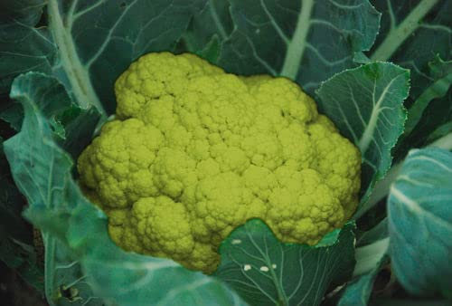 700 SEMI DI CAVOLFIORE VERDE DI MACERATA