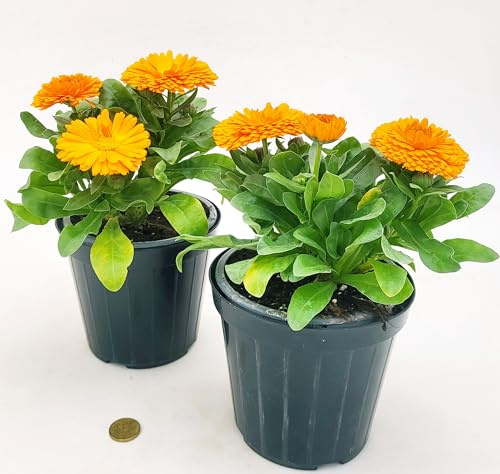 POWERS TO FLOWERS - CALENDULA ARANCIO, 2 PIANTE, VASO 14CM, piante vere