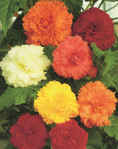 Begonien Fimbriata gefranste gefüllte mischung Knollenbegonien Blumenzwiebeln (3 Blumenzwiebeln)