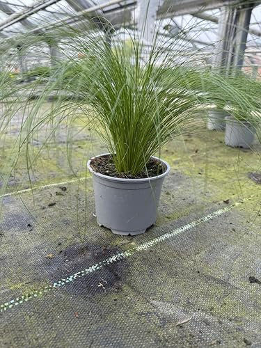 Ponytail-Gras – Stylisches Katzengras im 12 cm Topf | Stipa tenuissima | Ungiftig, dekorativ & langlebig | Für Wohnung & Balkon (2)