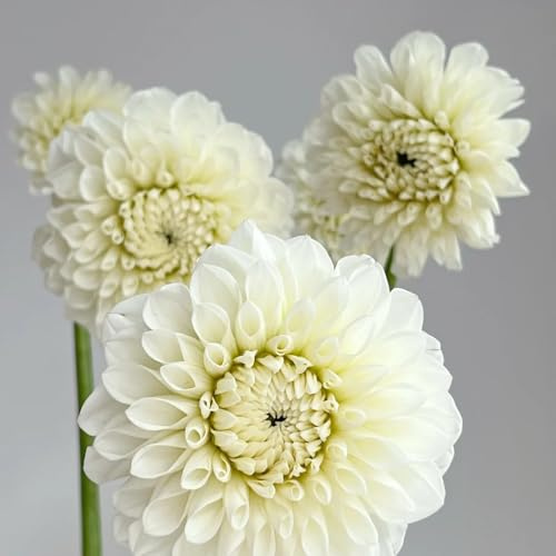 Bulbos de dalia - variedades antiguas de balcón bulbos regalos para jardineros invernaderos balcón orgánico decoraciones jardín para exteriores lugares soleados 5pcs