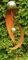 Gartendekoshop24 – Toller Gartendeko Stab Rost, 117 cm, „Hella“, mit 2 Edelstahlkugeln. Gartenstecker aus Edelrost, handgemacht, für draußen. Beetstecker aus Rost, moderner Lieblingsstab.