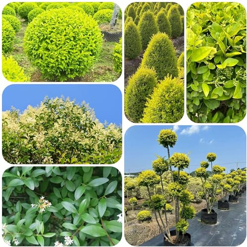 Seto de aligustre resistente - semillas seto de aligustre Decoración de balcón con parterres elevados planta de interior Plantas resistentes en macetas para 50pcs