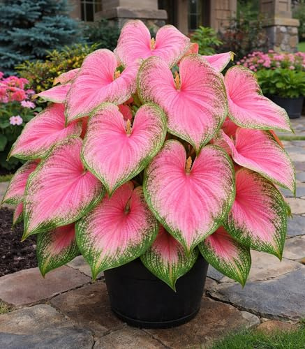 Pink Princess - Bulbi di caladio per piantare, foglie macchiate rosa e verde, pianta da ombra facile da coltivare, colore tropicale per aiuole, bordi e contenitori (6 lampadine)