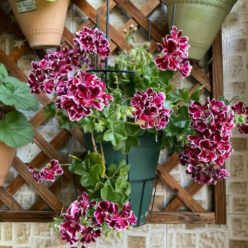 semillas de geranios pelargonio excelente decoración tapizantes 150pcs