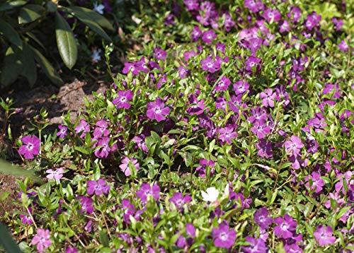 Vinca minor 'Rubra' Rotblühendes Immergrün Bodendecker mit roten Blüten im Topf gewachsen (1 Stück)