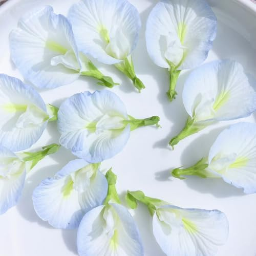 trepadoras semillas de guisantes de mariposa - Decoración de salón, parterre de balcón, perenne resistente 35pcs