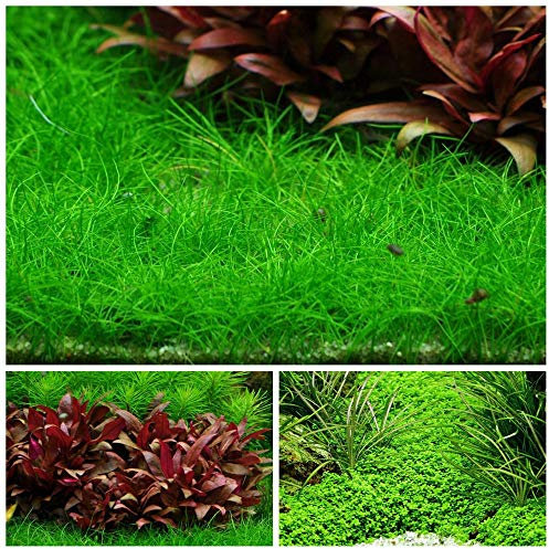 Vordergrund Set mit 3 in Vitro Pflanzen Aquariumpflanzenset Nr.48 1-2 Grow. Becher Aquarium Wasserpflanze