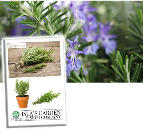 Rosemary Seeds for Planting, 100+ Heirloom Seeds Per Packet, (Isla's Garden Seeds), Non GMO Seeds, Fragrant Herb, Botanical Name: Salvia rosmarinus, Great Home Garden Gift