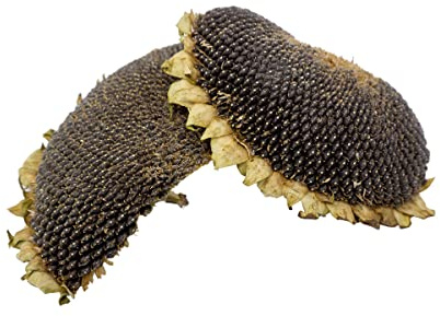Getzoo Solroshuvud torkat – halvor och stycken (2 stycken) | Naturlig snacks glädje för gnagare | tysk kvalitet | rik på vitaminer och fettsyror | tandvård