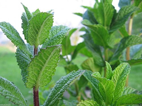 Menta piperita, Mentha Piperita (300 semi) Coltiva interna o esterna-biologica! di wbut2023