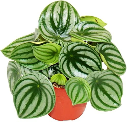 Begonia Sandía Peperomia Watermelon Hojas Forma Sandía