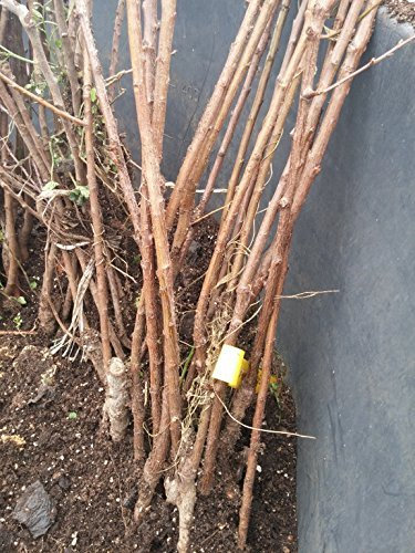 Albicocca Biricoccolo Pianta a radice nuda Varietà Albicocca Biricoccolo - 1 Pianta