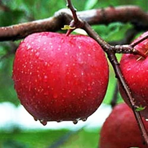 Haloppe 50 Stück Äpfel Obstsamen für die Bepflanzung des Hausgartens, Apfelsamen Indoor Outdoor Aussaat Obstsamen für Gartendekoration 50 Stück